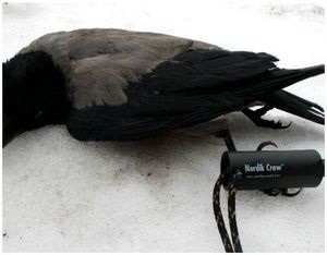 Полювання з манком на ворону - виживання в дикій природі і екстремальних ситуаціях