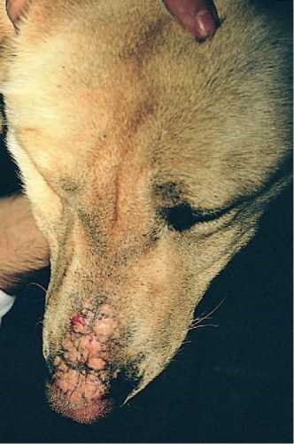 Піодермія носа собак і кішок (фолікуліт і фурункульоз носа), ветеринарний лікар