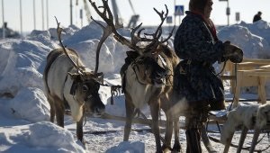 Промисли народів півночі - чим жили стародавні мешканці півночі