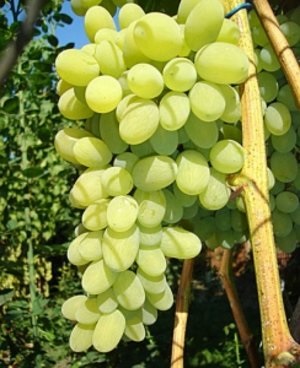 Сорт винограду - августин