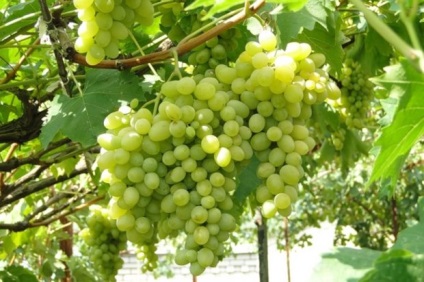 Сорт винограду - августин