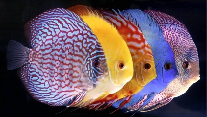 Поліпшення забарвлення акваріумних риб