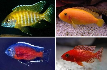 Поліпшення забарвлення акваріумних риб