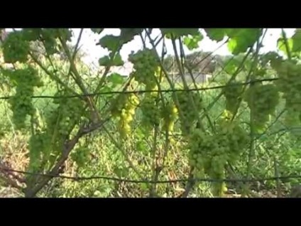 Виноград августин опис сорту, посадка і догляд