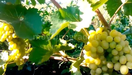 Виноград августин опис сорту з фото і відео