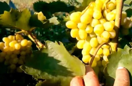 Виноград августин опис сорту з фото і відео