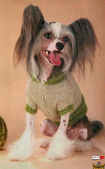 В'язана одяг для собак - пуловер з капюшоном - чисто кіт - меблі та одяг для тварин - чисто