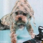 В'язана одяг для собак - пуловер з капюшоном - чисто кіт - меблі та одяг для тварин - чисто
