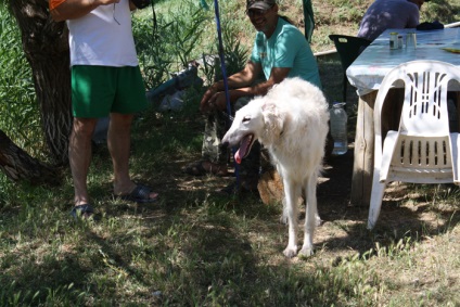 Південний риболовно-мисливський клуб перегляд теми - севастопольська виставка мисливських собак