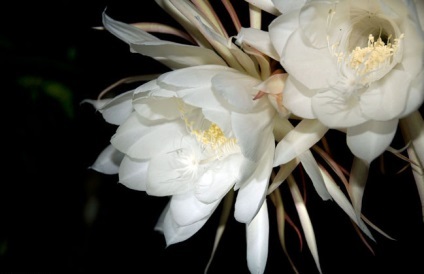 10 legritkább virágok a világon, fényes művészeti