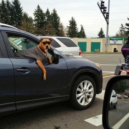 15 Dogs, akik megtanulták, hogy mindent (élet) egy életre 15 Dogs, akik megtanulták, hogy mindent az életből