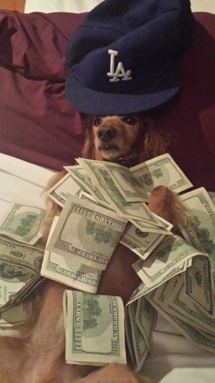 15 Dogs, akik megtanulták, hogy mindent (élet) egy életre 15 Dogs, akik megtanulták, hogy mindent az életből