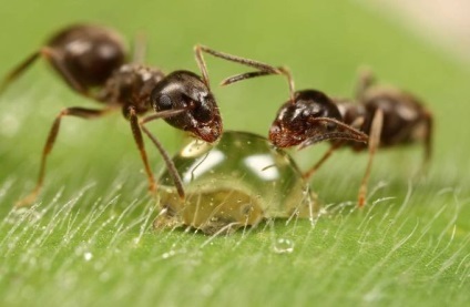 25 elképesztő tényeket hangyák