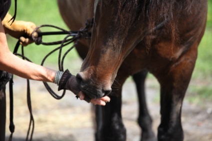 Agresszió egy ló, vagy hogyan lehet felismerni a veszélyt cikk
