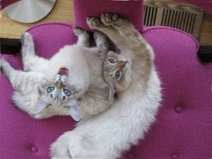 Amerikai Bobtail - fajta leírás, fotók, árak, karbantartása, helyén „bögre” (leírás) Amerikai Bobtail - fajta leírás, fotók, árak, karbantartása, helyén „bögre”
