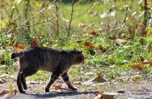 Amerikai Bobtail - fajta leírás, fotók, árak, karbantartása, helyén „bögre” (US) Amerikai Bobtail - fajta leírás, fotók, árak, karbantartása, helyén „bögre”