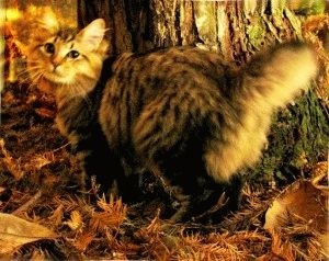 Amerikai Bobtail - fajta leírás, fotók, árak, karbantartása, helyén Amerikai Bobtail - fajta leírás, fotók, árak, karbantartása, helyén „bögre”