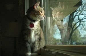 Amerikai Bobtail - fajta leírás, fotók, árak, karbantartása, helyén „bögre” (leírás) Amerikai Bobtail - fajta leírás, fotók, árak, karbantartása, helyén „bögre”