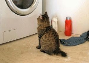 Amerikai Bobtail - fajta leírás, fotók, árak, karbantartása, helyén „bögre” (macska fajta amerikai Bobtail) Amerikai Bobtail - fajta leírás, fotók, árak, karbantartása, helyén „bögre”
