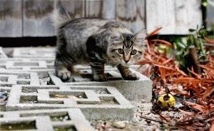 Amerikai Bobtail - fajta leírás, fotók, árak, karbantartása, helyén Amerikai Bobtail - fajta leírás, fotók, árak, karbantartása, helyén „bögre”