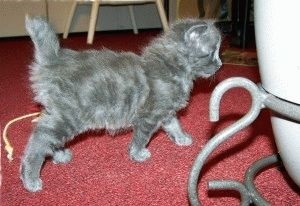 Amerikai Bobtail - fajta leírás, fotók, árak, karbantartása, helyén „bögre” (bobtail) Amerikai Bobtail - fajta leírás, fotók, árak, karbantartása, helyén „bögre”