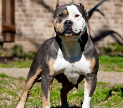 American Bully fotó, leírás kutyafajták, természet