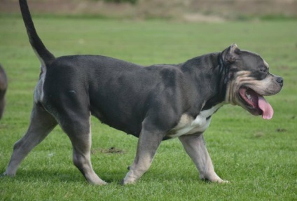 American Bully fotó, leírás kutyafajták, természet