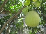 Ananász - egy gyümölcs vagy bogyó hasznos ez a tulajdonságait, martcom - koncentrált gyümölcslevek, zöldség,