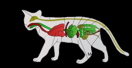 Анатомія кішок - внутрішні органи кішок