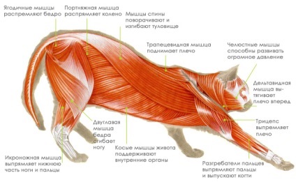 Анатомія кішок - внутрішні органи кішок