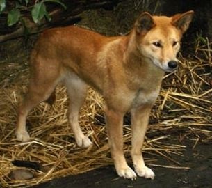 ausztrál dingo