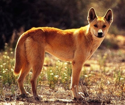 ausztrál dingo