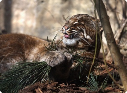Ázsiai arany macska vagy ázsiai aranymacska (lat (Zoo) Ázsiai arany macska vagy ázsiai aranymacska (latin: