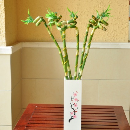 feng shui bambusz