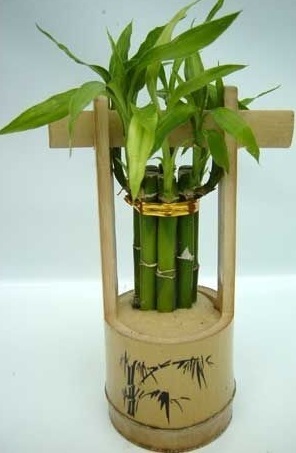 Bamboo Feng Shui houseplant boldogság