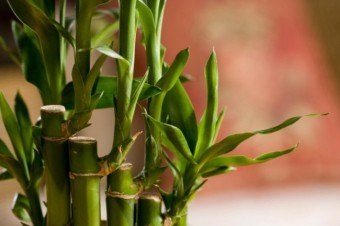 Bamboo Feng Shui, a kínai híres tanításában hatalmas erő növények