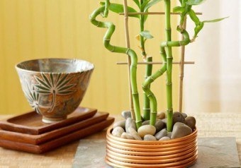 Bamboo Feng Shui, a kínai híres tanításában hatalmas erő növények