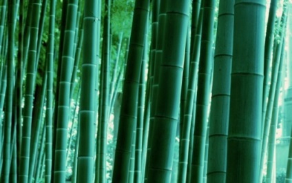 Bamboo Feng Shui, mint egy szimbólum a boldogság és a jó szerencse