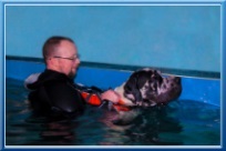 Úszómedence - aqua képzés kutyák