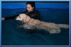 Úszómedence - aqua képzés kutyák