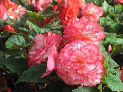 Begonia gumó - ellátás az otthoni (gumó) Begonia gumó - otthoni gondozást