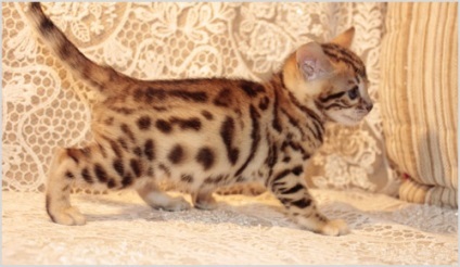 Bengáli macska (Bengáli) Photo & Video, ár, karakter, fajta leírás