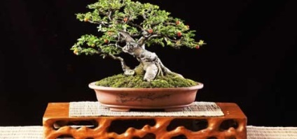Bonsai Ficus lépéseit részletesen, a legtöbb (ficus) Bonsai Ficus lépéseket részletesen, a leginkább