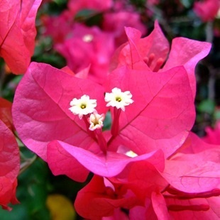 Bougainvillea - virág fotó, gondozó bougainvillea, kedvenc virágok