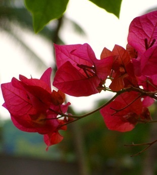 Bougainvillea - virág fotó, gondozó bougainvillea, kedvenc virágok