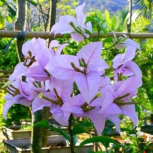 Bougainvillea - virág fotó, gondozó bougainvillea, kedvenc virágok