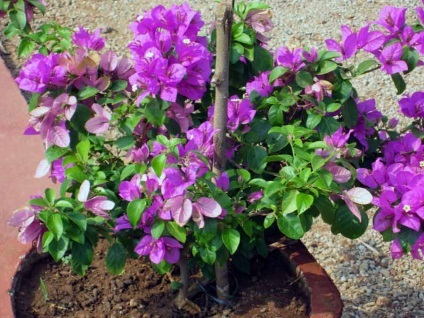 Bougainvillea otthoni gondozást, a fajok és fajták, fotók