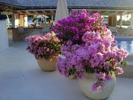 Bougainvillea otthoni gondozást, a fajok és fajták, fotók