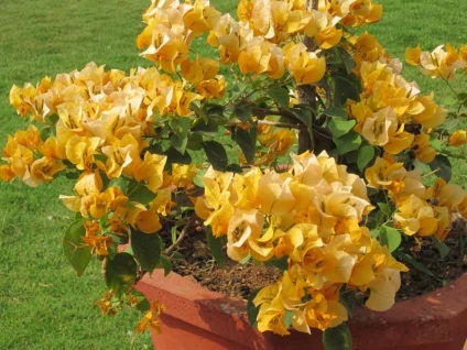 Bougainvillea otthoni gondozást, a fajok és fajták, fotók