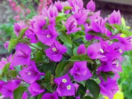 Bougainvillea otthoni gondozást, a fajok és fajták, fotók